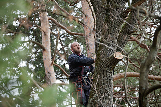  Spanish Fort, AL Tree Services Pros